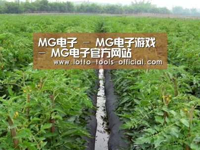 种植基地三